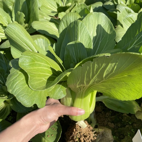 Hybrid F1 Bok Choy Seeds-Suzhou Green