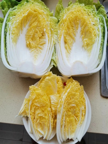 Hybrid F1 Chinese cabbage Seeds-JB006