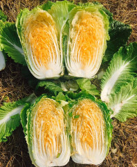 Hybrid F1 Orange Red Chinese cabbage Seeds-JB027