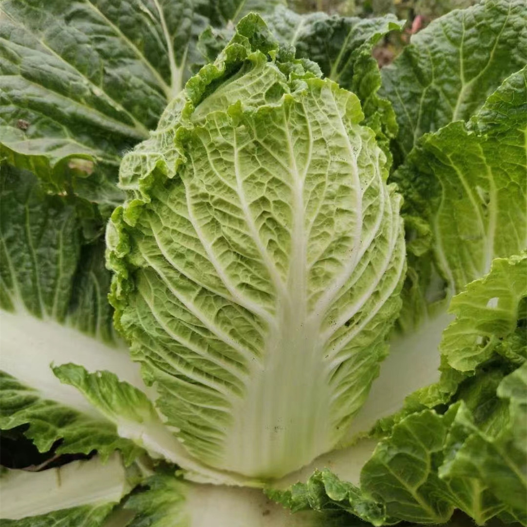 Hybrid F1 Chinese cabbage Seeds-JB006