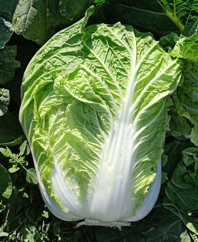 Hybrid F1 Chinese cabbage Seeds-JB008