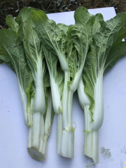 Fairy Valley Bred High Quality Hybrid F1 Choi Sum Seeds For Sale-NBT03