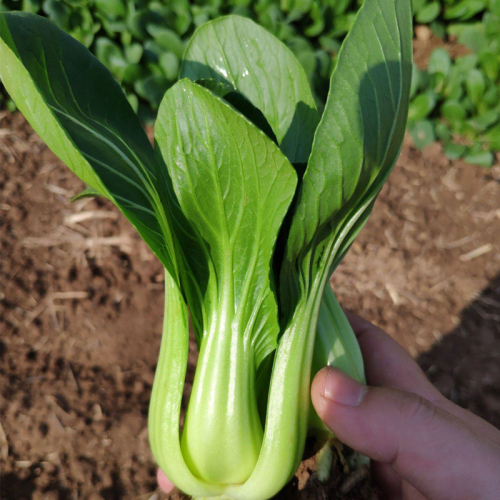 Hybrid F1 Bok Choy Seeds-Shanghai Green