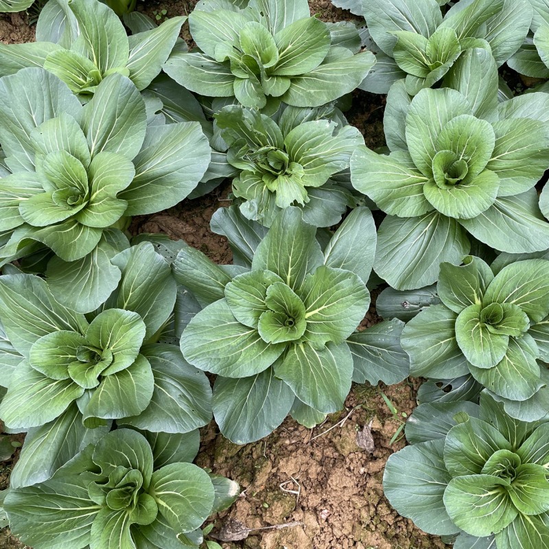 Hybrid F1 Bok Choy Seeds-Suzhou Green