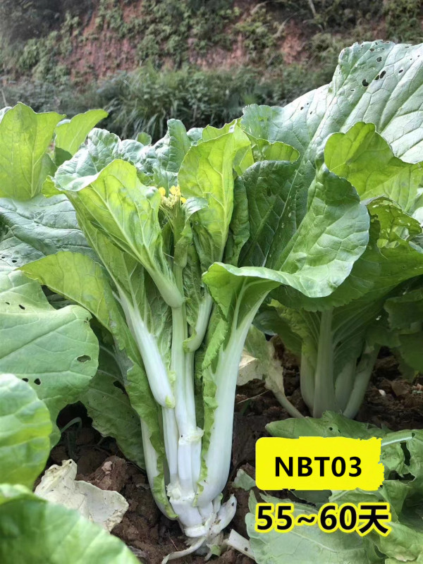 Fairy Valley Bred High Quality Hybrid F1 Choi Sum Seeds For Sale-NBT03