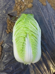 Hybrid F1 Chinese cabbage Seeds-JB006