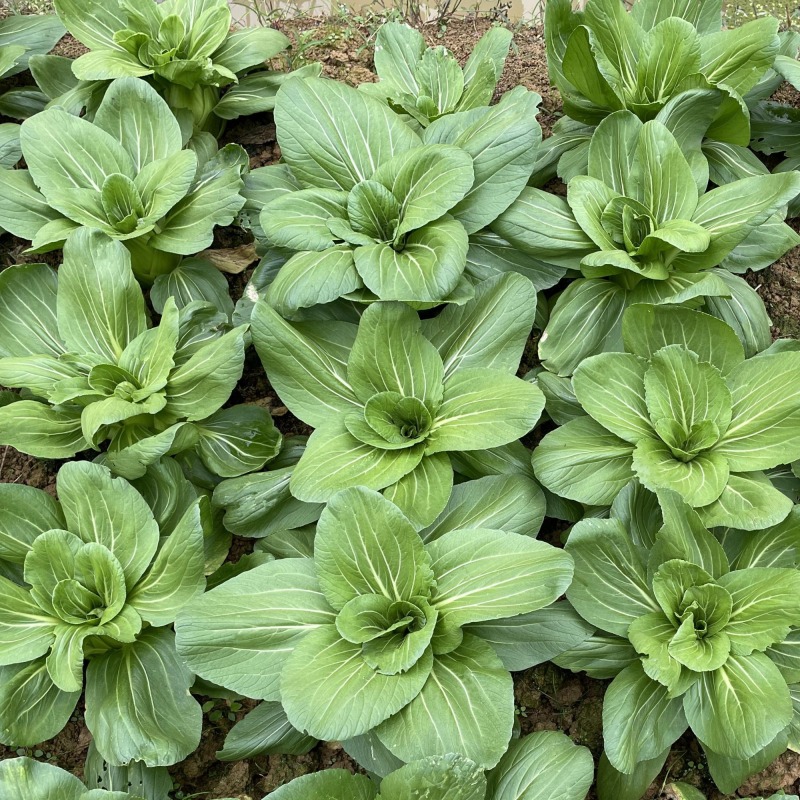 Hybrid F1 Bok Choy Seeds-Suzhou Green