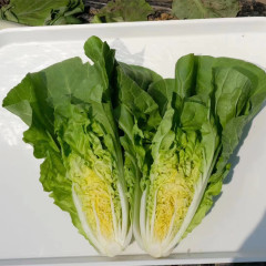 Fairy Valley Bred High Quality Hybrid F1 Chinese Cabbage Seeds For Sale-Cream Little Cabbage