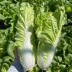 Fairy Valley Bred High Quality Hybrid F1 Chinese Cabbage Seeds For Sale-Cream Little Cabbage