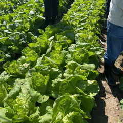 Fairy Valley Bred High Quality Hybrid F1 Chinese Cabbage Seeds For Sale-Cream Little Cabbage