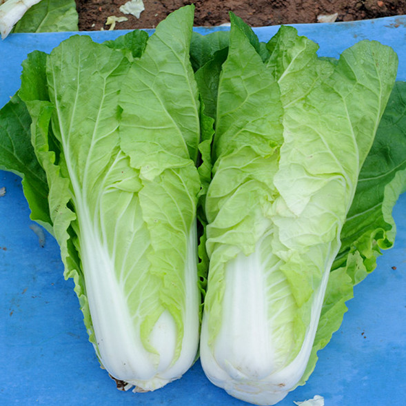 Fairy Valley Bred High Quality Hybrid F1 Chinese Cabbage Seeds For Sale-Cream Little Cabbage