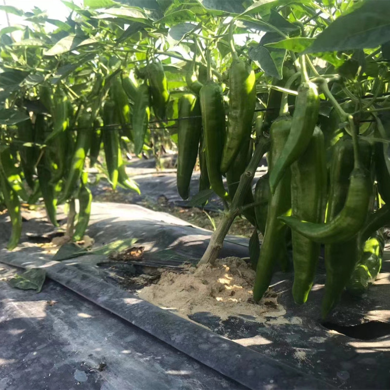 Fairy Valley Bred Hot Sale Hybrid F1 Big Green Pepper Chili Seeds for Growing-HP02