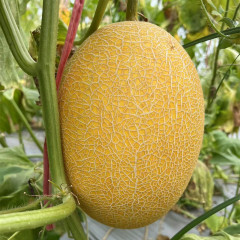 New Breeding Hybrid F1 Yellow Peel Oval Sweet Melon Seeds for Growing-Golden Net No. 9