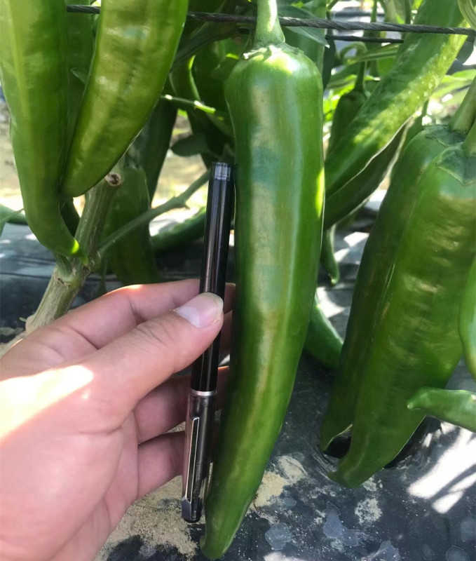 Fairy Valley Bred Hot Sale Hybrid F1 Big Green Pepper Chili Seeds for Growing-HP02