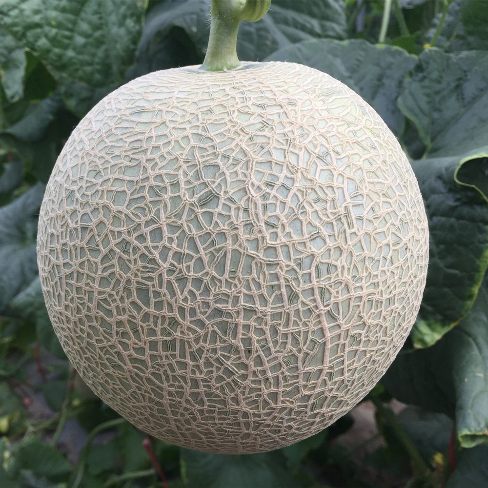 High Quality Hybrid F1 Orange Crisp Flesh Round Sweet Melon Seeds for Growing-New Ruby