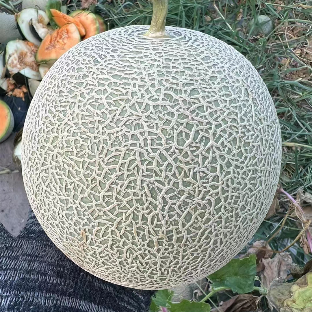 High Quality Hybrid F1 Orange Crisp Flesh Round Sweet Melon Seeds for Growing-New Ruby