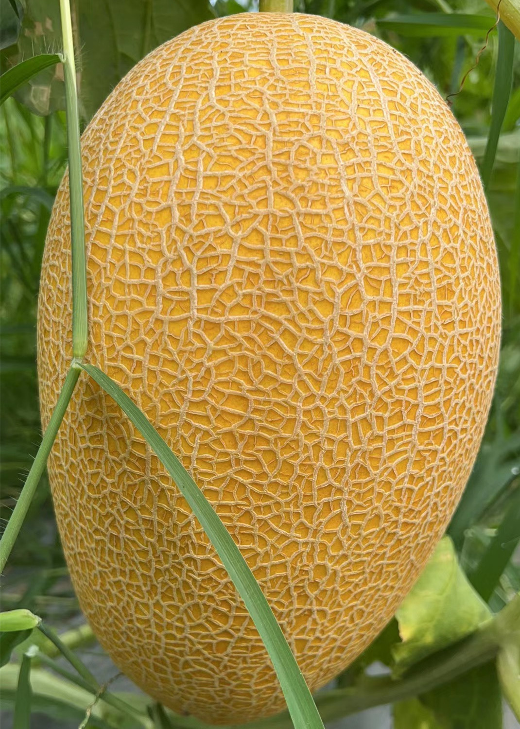 New Breeding Hybrid F1 Yellow Peel Oval Sweet Melon Seeds for Growing-Golden Net No. 9