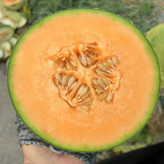 High Quality Hybrid F1 Orange Crisp Flesh Round Sweet Melon Seeds for Growing-New Ruby