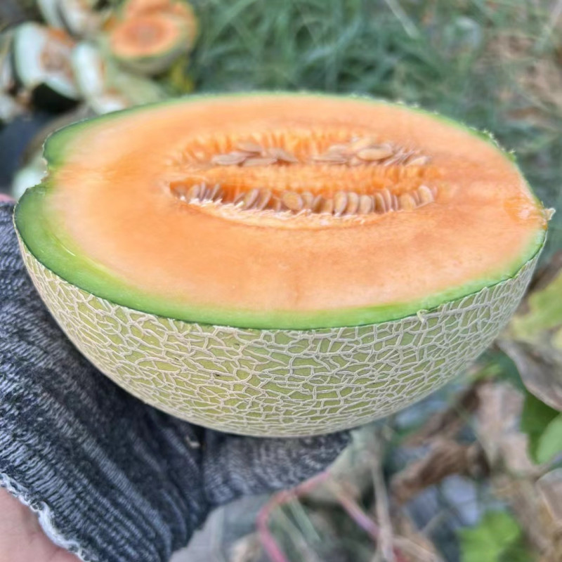 High Quality Hybrid F1 Orange Crisp Flesh Round Sweet Melon Seeds for Growing-New Ruby