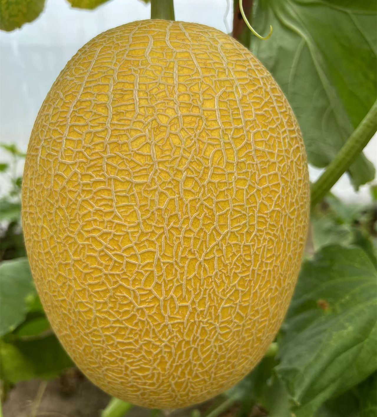 New Breeding Hybrid F1 Yellow Peel Oval Sweet Melon Seeds for Growing-Golden Net No. 9