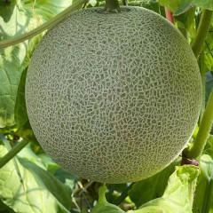 High Quality Hybrid F1 Orange Crisp Flesh Round Sweet Melon Seeds for Growing-New Ruby