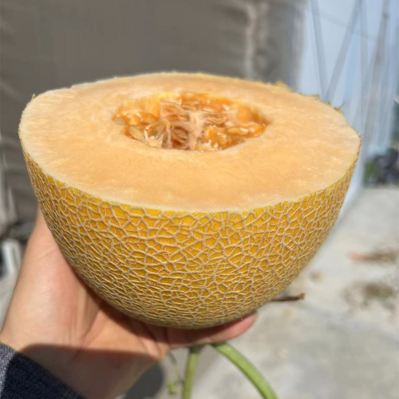 New Breeding Hybrid F1 Yellow Peel Oval Sweet Melon Seeds for Growing-Golden Net No. 9