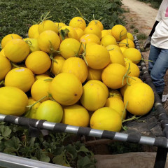 New Breeding Hybrid F1 Yellow Peel Round Sweet Melon Seeds for Growing-New Red Honey