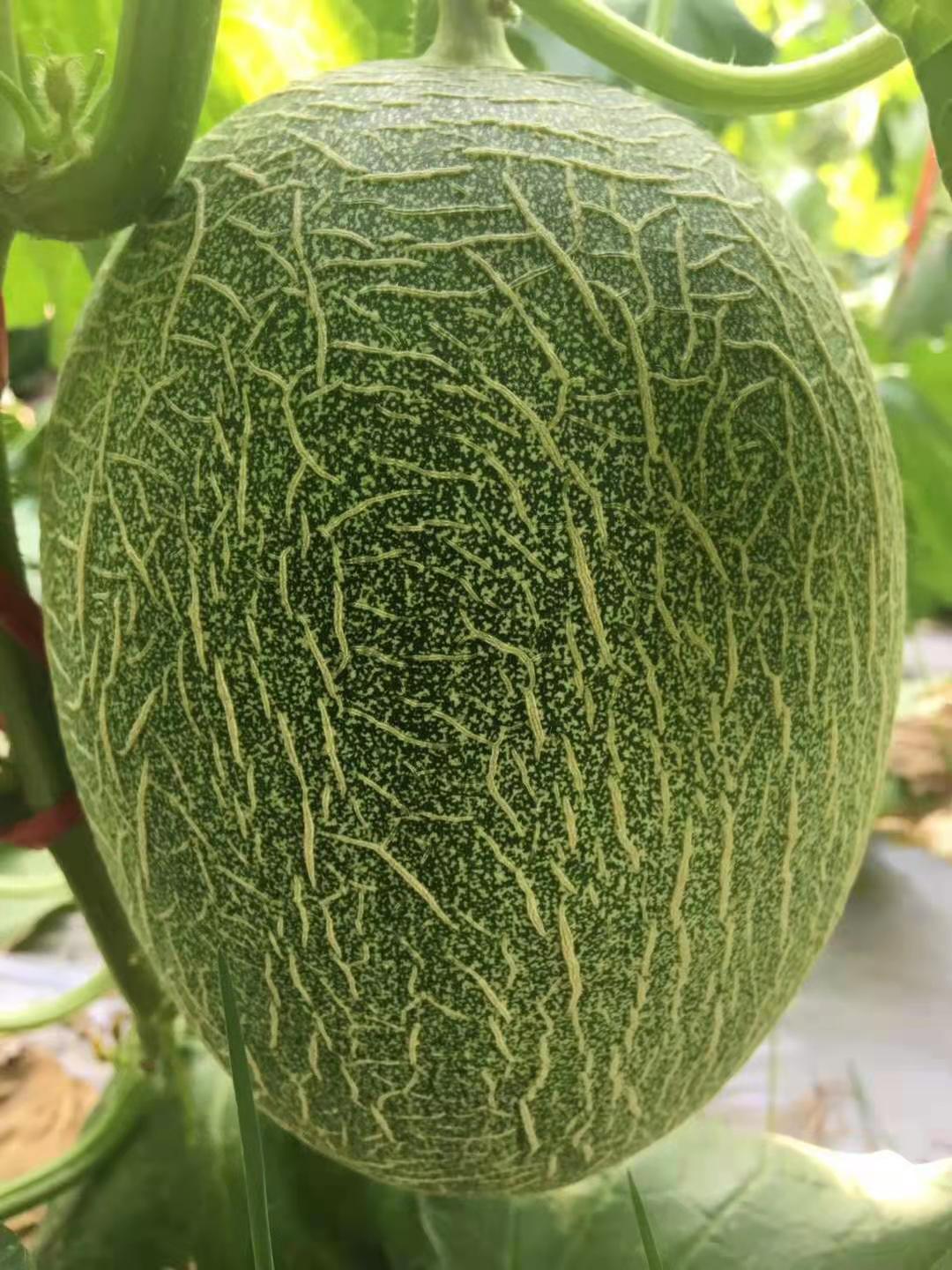 New Breeding Hybrid F1 Green Peel Oval Sweet Melon Seeds for Growing-Sweet Pear