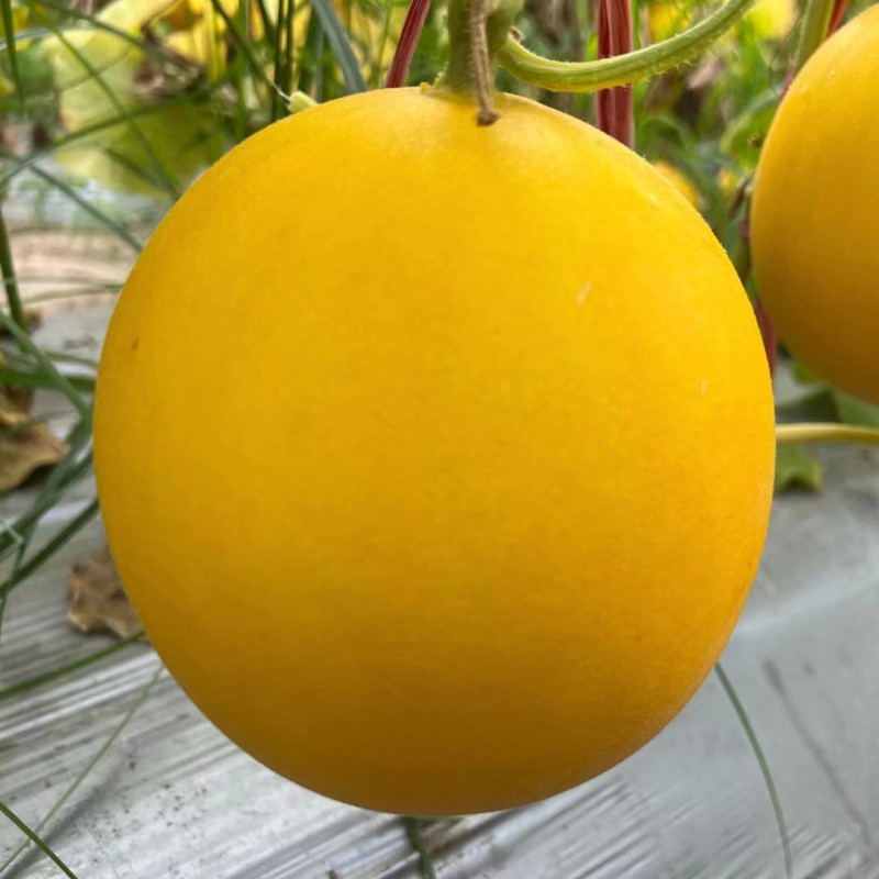 New Breeding Hybrid F1 Yellow Peel Round Sweet Melon Seeds for Growing-New Red Honey