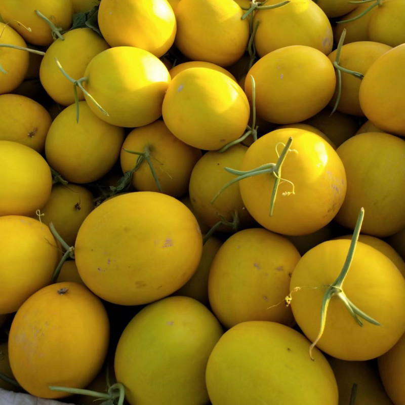 New Breeding Hybrid F1 Yellow Peel Round Sweet Melon Seeds for Growing-New Red Honey