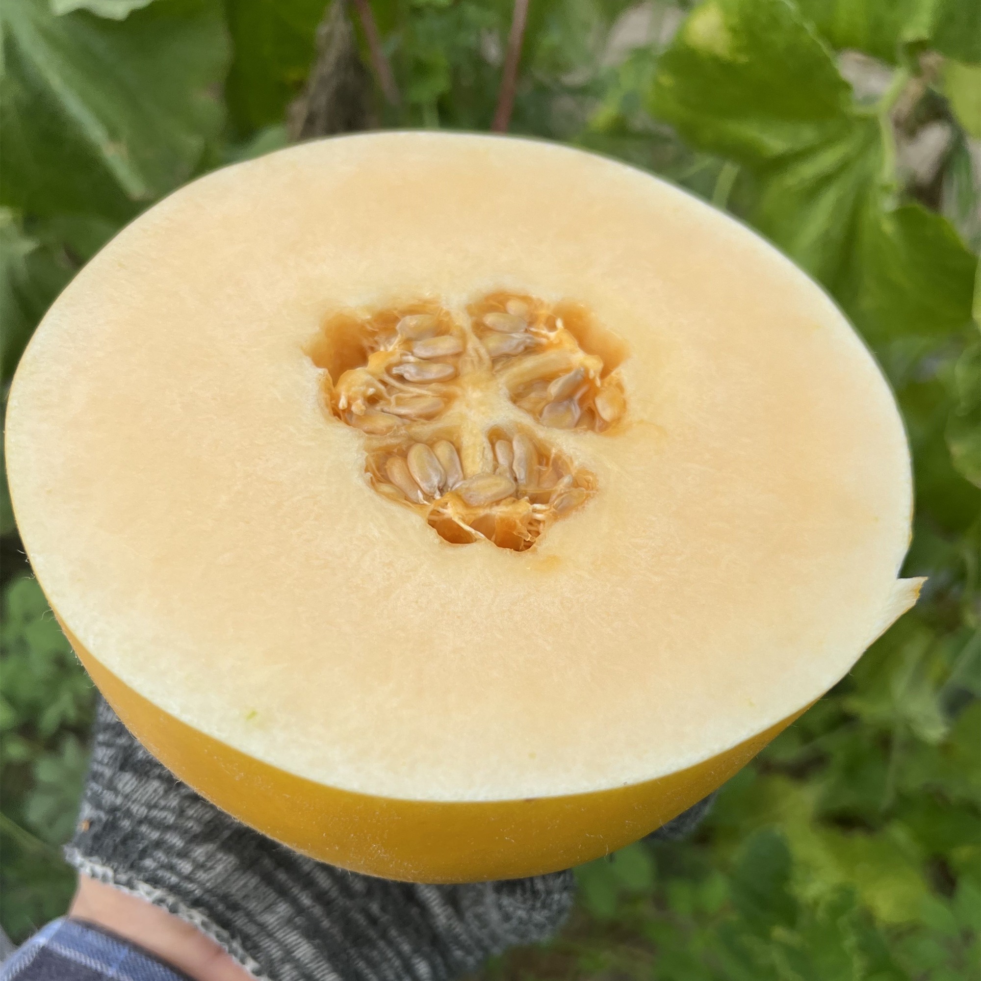 New Breeding Hybrid F1 Yellow Peel Round Sweet Melon Seeds for Growing ...