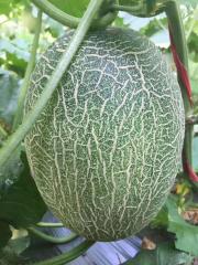 New Breeding Hybrid F1 Green Peel Oval Sweet Melon Seeds for Growing-Sweet Pear