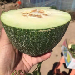 New Breeding Hybrid F1 Green Peel Oval Sweet Melon Seeds for Growing-Sweet Pear