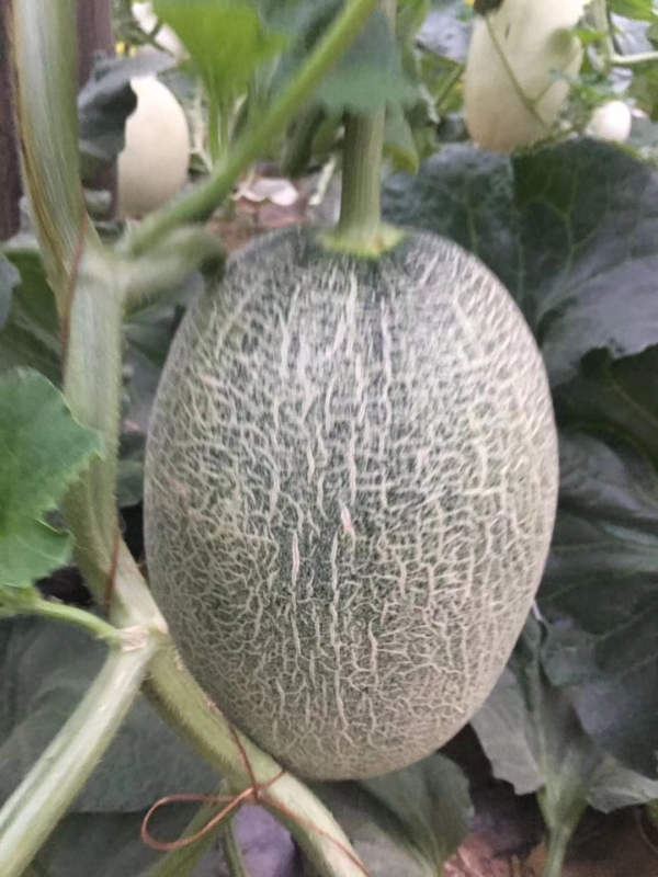 Fairy Valley New Breeding Hybrid F1 Green Peel Oval Sweet Melon Seeds for Growing-Red Crisp No. 5