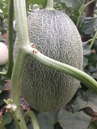 Fairy Valley New Breeding Hybrid F1 Green Peel Oval Sweet Melon Seeds for Growing-Red Crisp No. 5