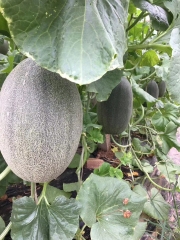 Fairy Valley New Breeding Hybrid F1 Green Peel Oval Sweet Melon Seeds for Growing-Red Crisp No. 6