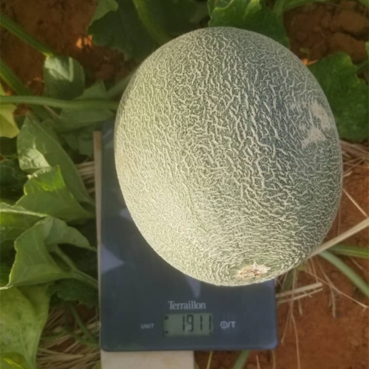 Fairy Valley New Breeding Hybrid F1 Green Peel Oval Sweet Melon Seeds for Growing-Red Crisp No. 3