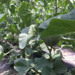 Fairy Valley New Breeding Hybrid F1 Green Peel Round Sweet Melon Seeds for Growing-Green Ruby No. 8