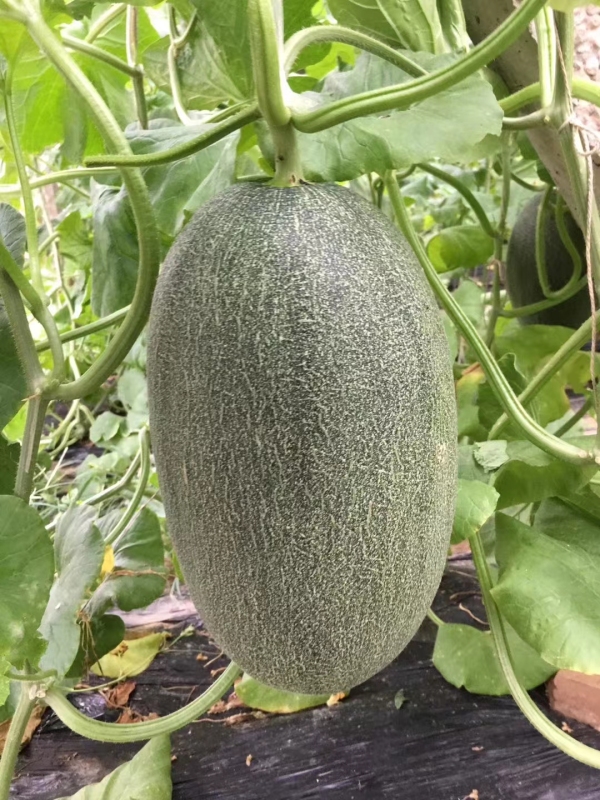 Fairy Valley New Breeding Hybrid F1 Green Peel Oval Sweet Melon Seeds for Growing-Red Crisp No. 6