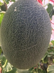 Fairy Valley New Breeding Hybrid F1 Green Peel Oval Sweet Melon Seeds for Growing-Red Crisp No. 6