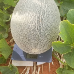 Fairy Valley New Breeding Hybrid F1 Green Peel Oval Sweet Melon Seeds for Growing-Red Crisp No. 3