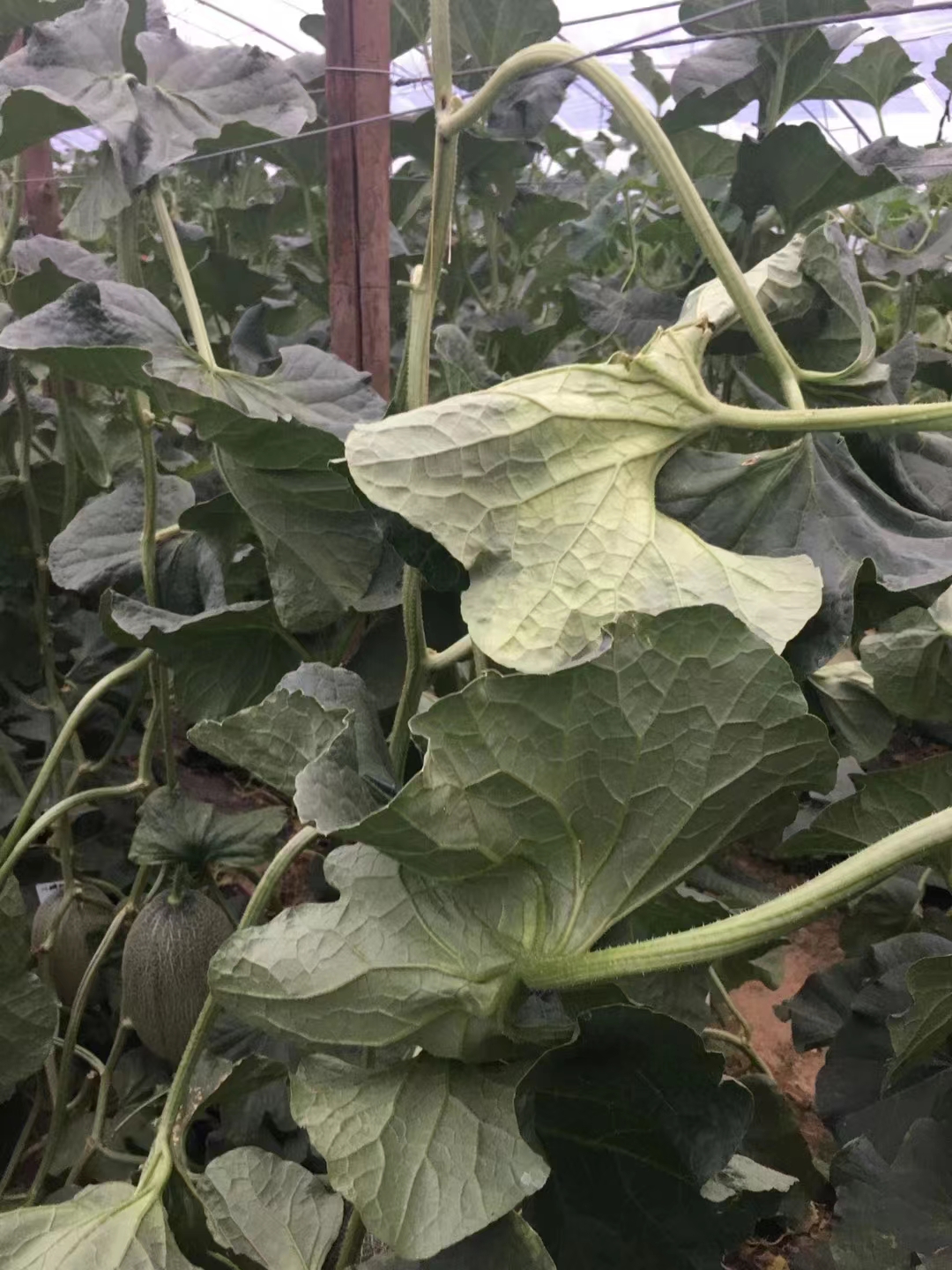 Fairy Valley New Breeding Hybrid F1 Green Peel Oval Sweet Melon Seeds for Growing-Red Crisp No. 5