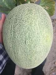 Fairy Valley New Breeding Hybrid F1 Green Peel Oval Sweet Melon Seeds for Growing-Red Crisp No. 3