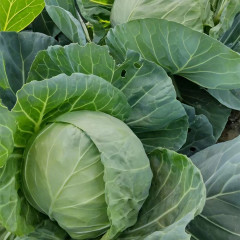 High Quality Chinese Vegetable Hybrid F1 Round Shape Green Cabbage Seeds Kale Seeds for Planting-Summer Green Ball