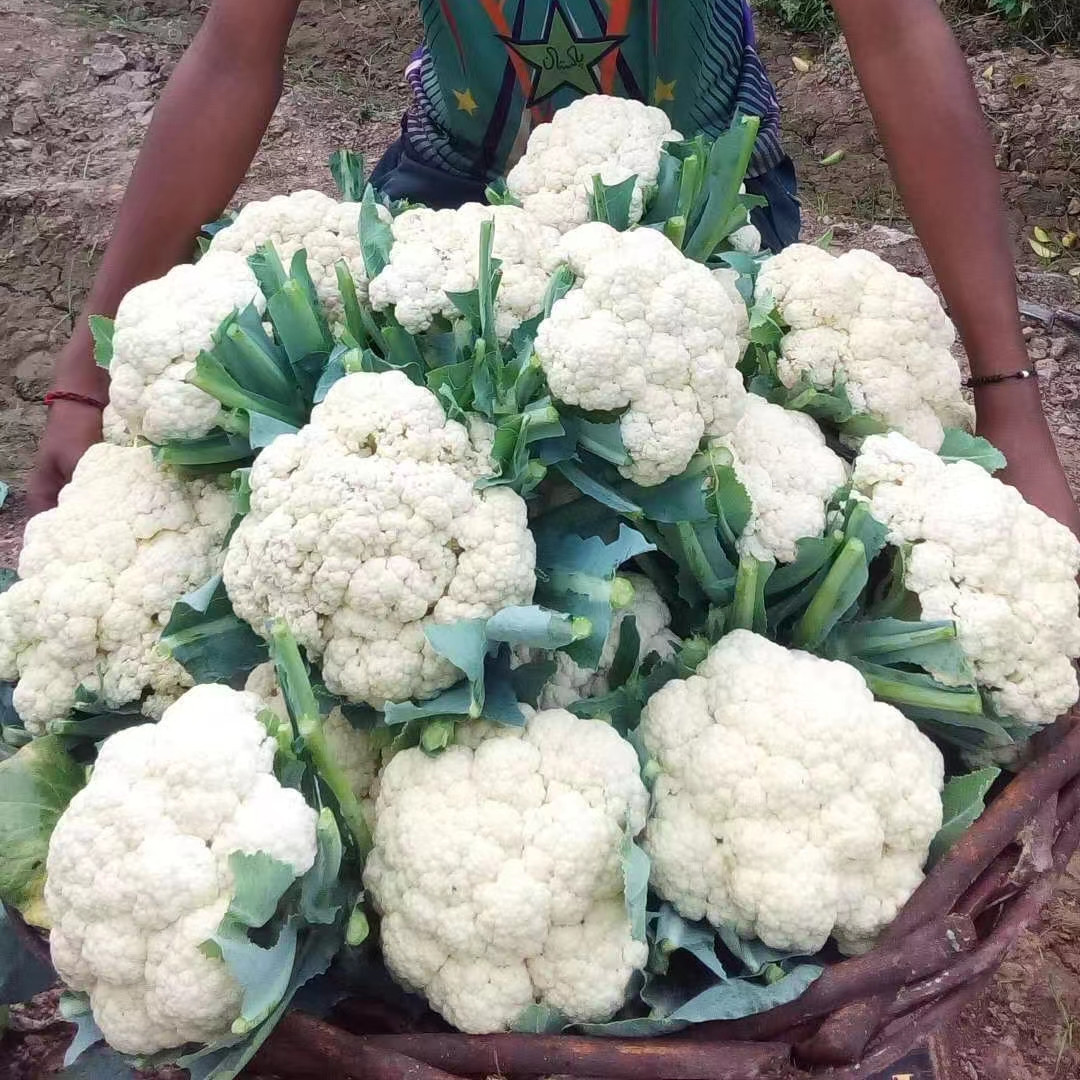 Fairy Valley New Breed High Quality Hybrid F1 White Cauliflower Seeds for Planting-Summer 50