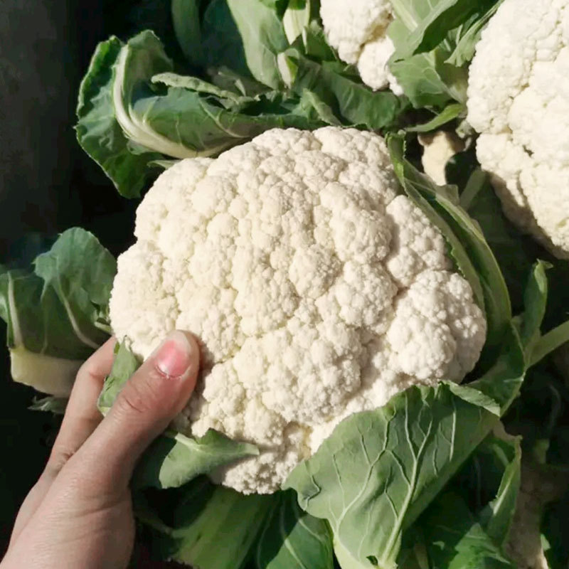 Fairy Valley New Breed High Quality Hybrid F1 White Cauliflower Seeds for Planting-Summer White