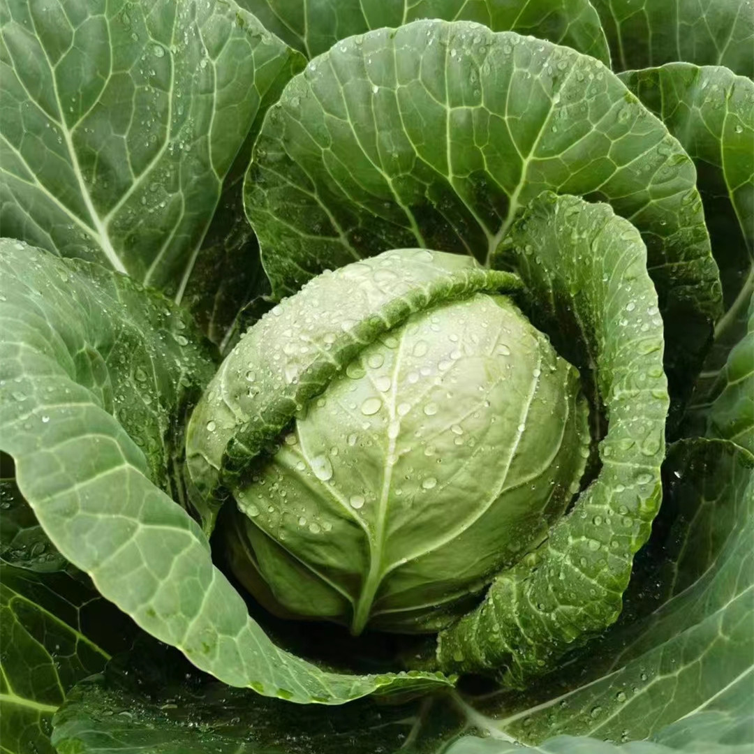 High Quality Chinese Vegetable Hybrid F1 Round Shape Green Cabbage Seeds Kale Seeds for Planting-Summer Green Ball