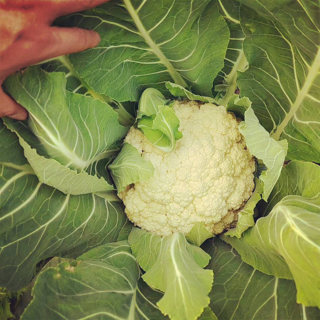 Fairy Valley New Breed High Quality Hybrid F1 White Cauliflower Seeds for Planting-Summer 58