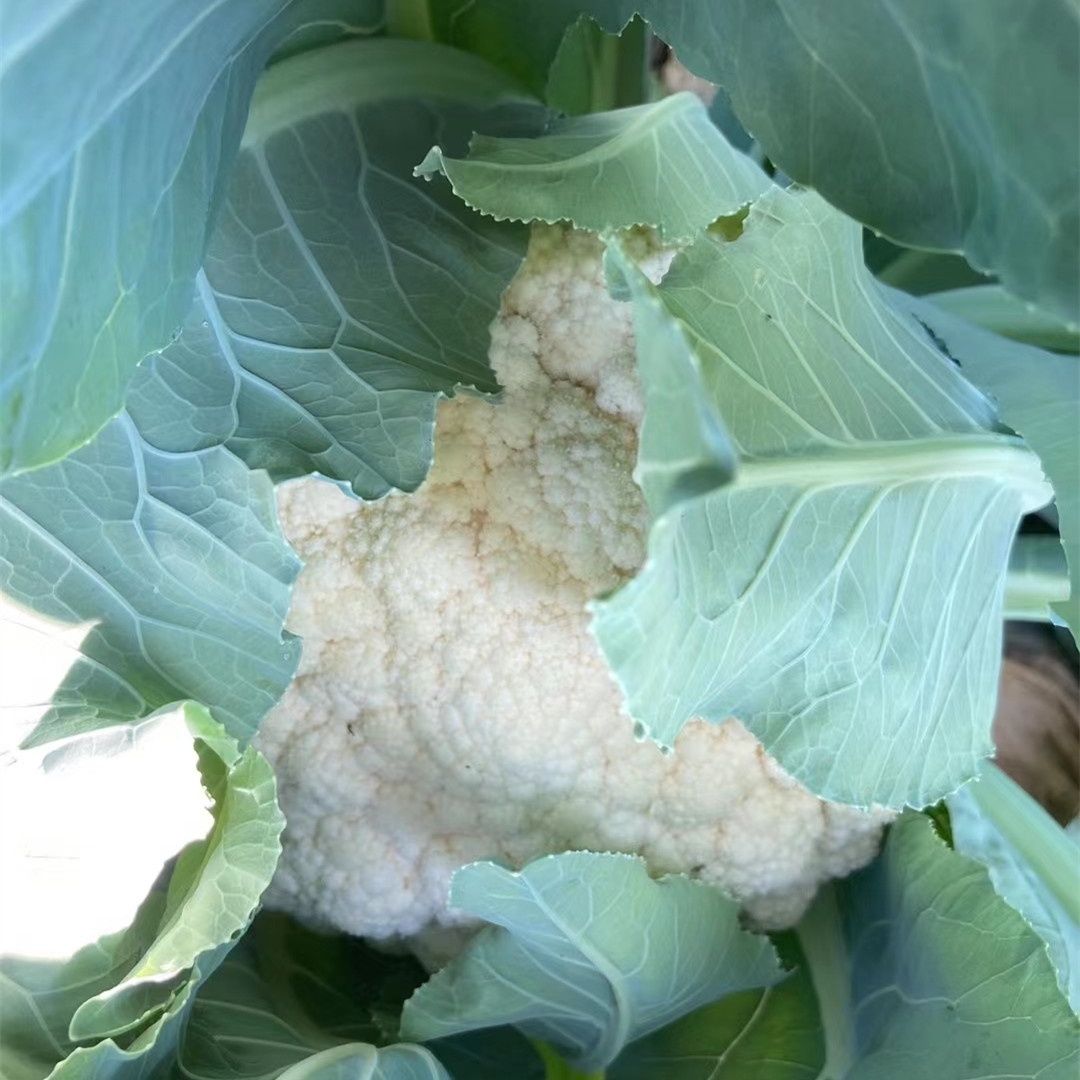 Fairy Valley New Breed High Quality Hybrid F1 White Cauliflower Seeds for Planting-Summer 60