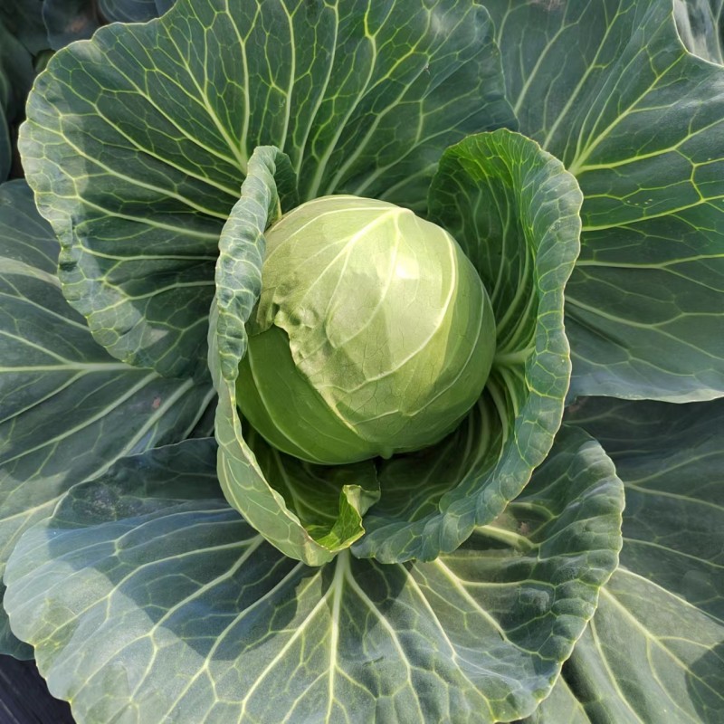 High Quality Chinese Vegetable Hybrid F1 Round Shape Green Cabbage Seeds Kale Seeds for Planting-Autumn Green Ball